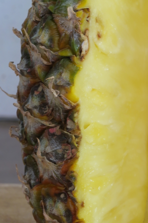 Le soleil adopte  une écorce_1