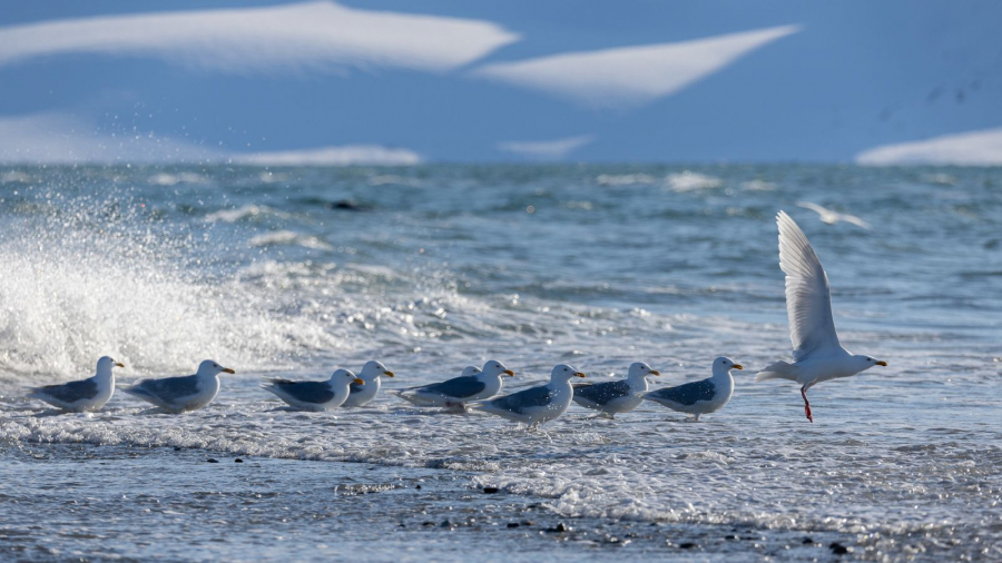 ça plane pour moi CONTASSOT Philippe