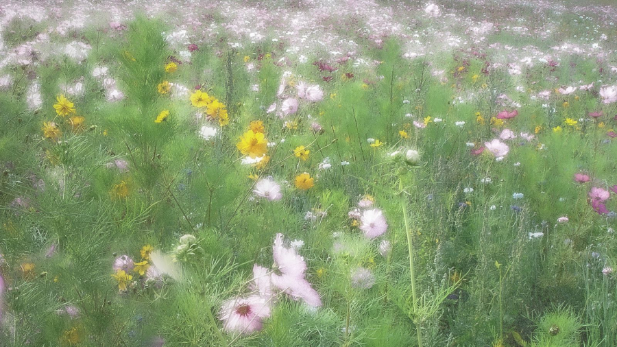 Pastel GAUTHIER Alain