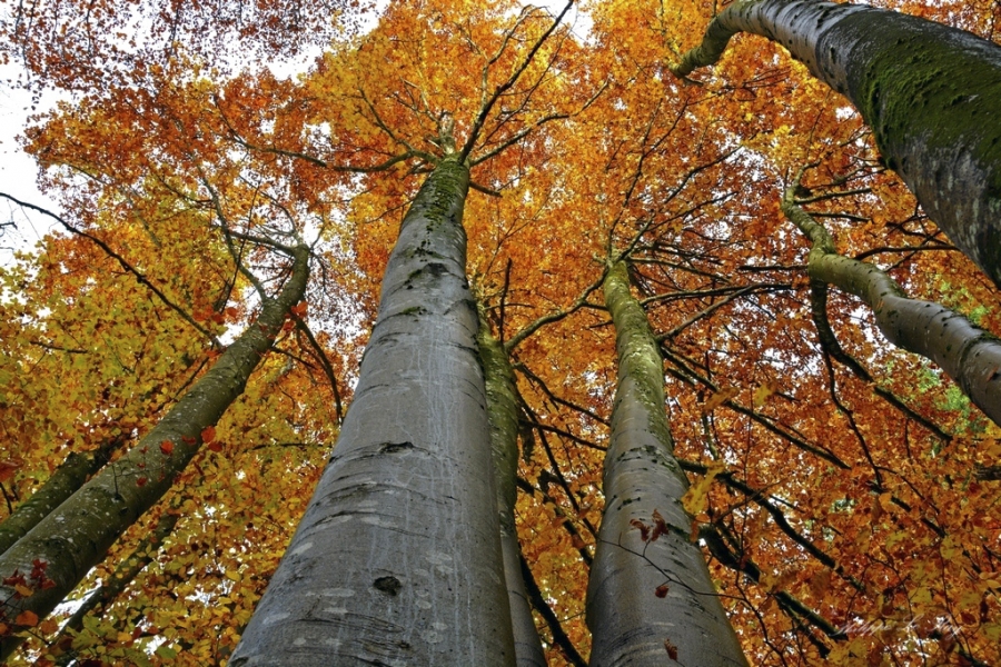 hêtre ou ne pas être_1