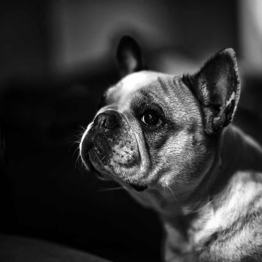 Le Clebs MILLIET Laurent