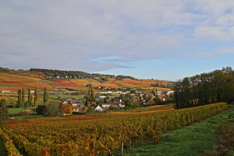 vignes de la côte chalonnaise_1