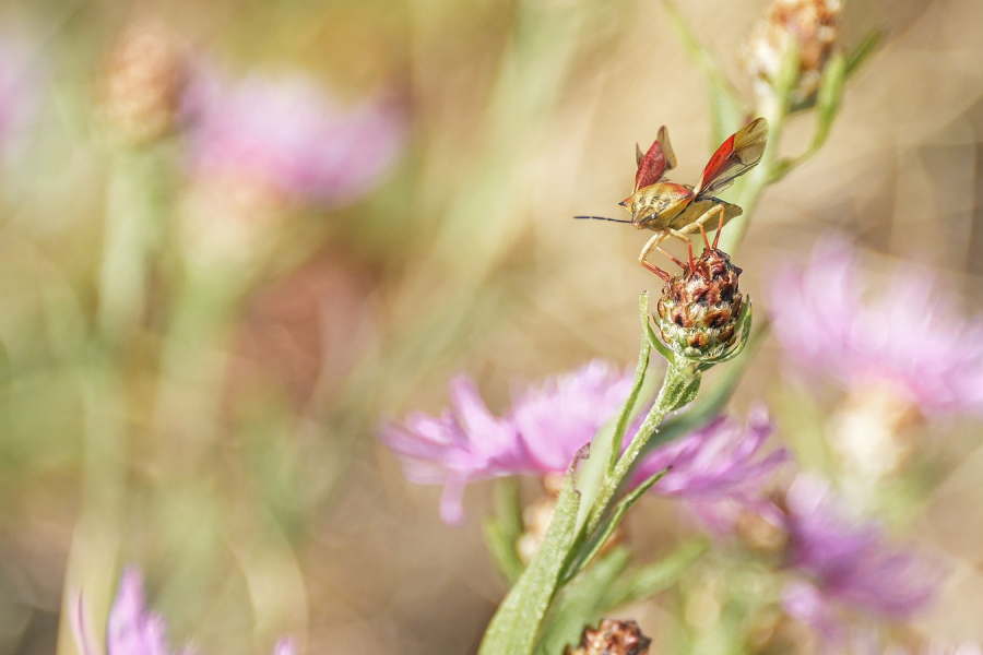 Le diable BEAUFILS Monique
