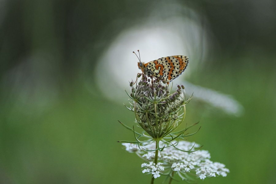 Nimbe BEAUFILS Monique