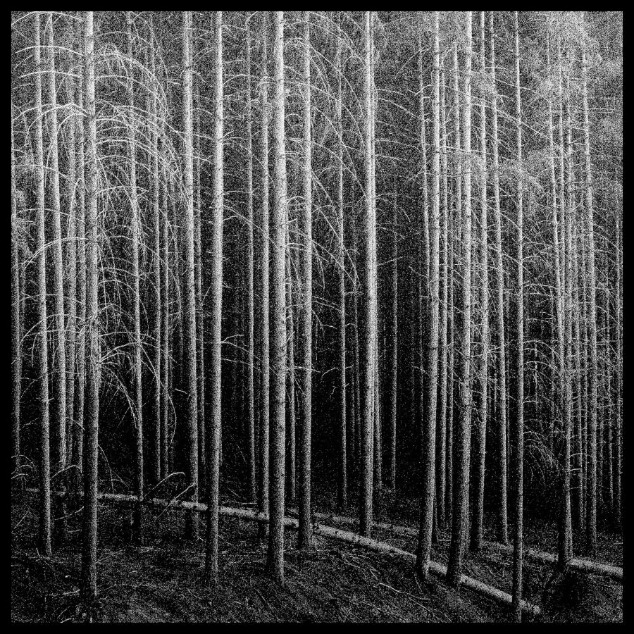 BOURDEAU Roger - Arbor3