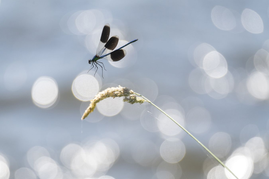 BEAUFILS Monique - Survol