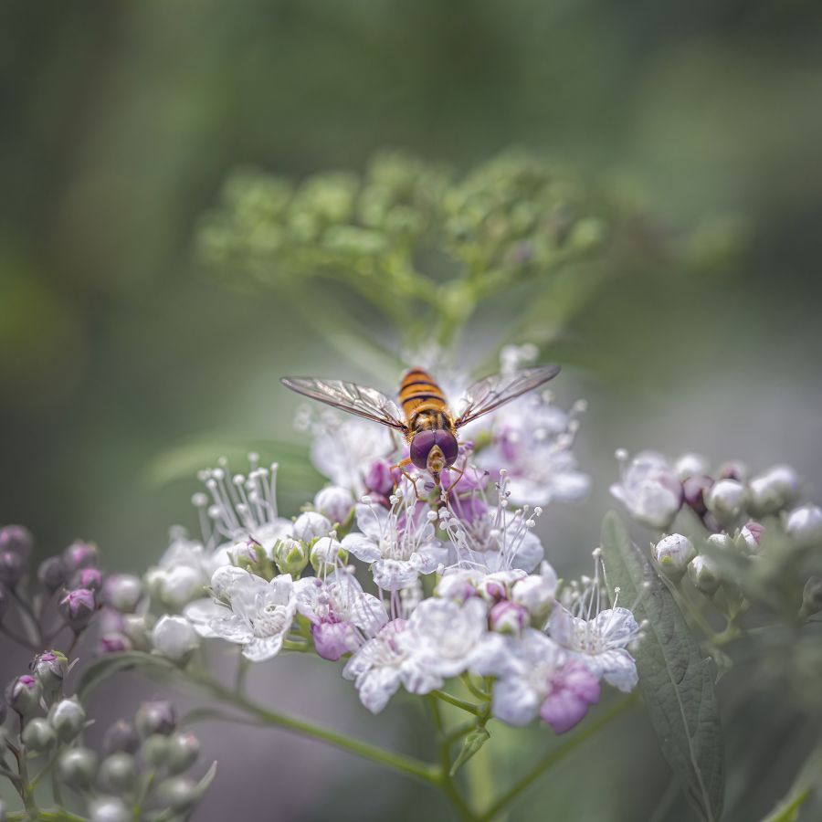 LAMBOEUF Bernard - Délicatesse