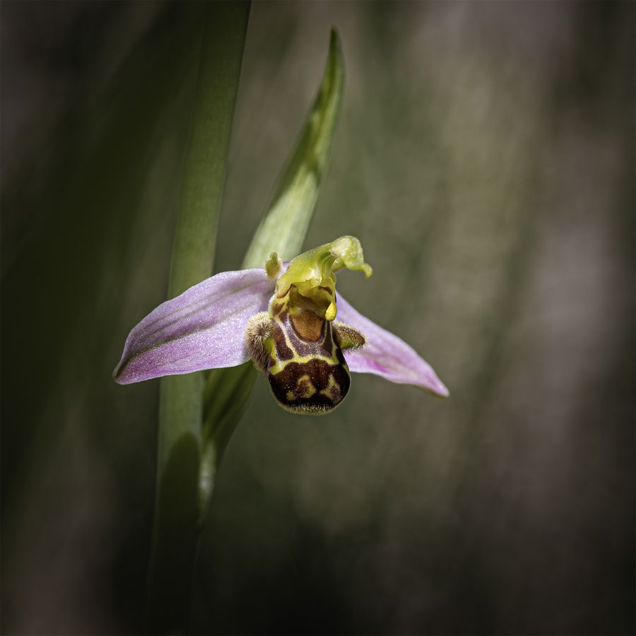 LAMBOEUF Bernard - Ophrys abeille