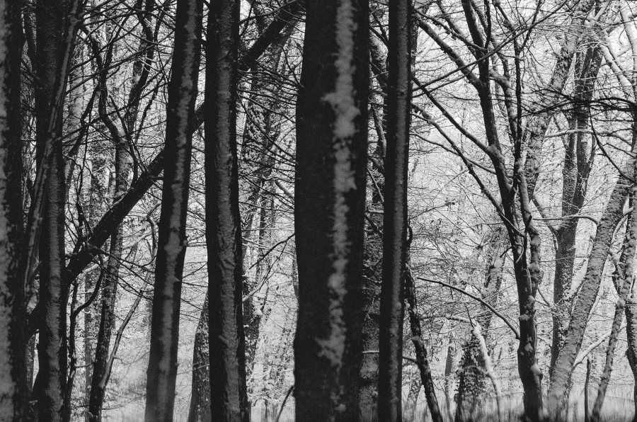 Ce 10 janvier 2025 près de chez moi.Une métamorphose silencieuse et éphémère. - BOURDEAU Roger 4