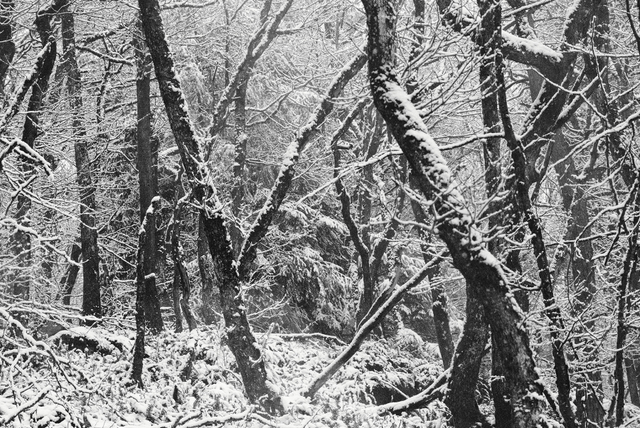 Ce 10 janvier 2025 près de chez moi.Une métamorphose silencieuse et éphémère. - BOURDEAU Roger 5