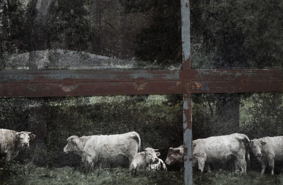 BOURDEAU Roger - Par la fenêtre de l'écurie