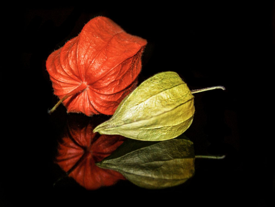 DUMONT Yves - Alkékanges