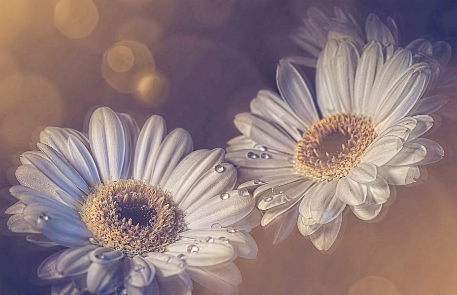 LAMBOEUF Bernard - Power flower