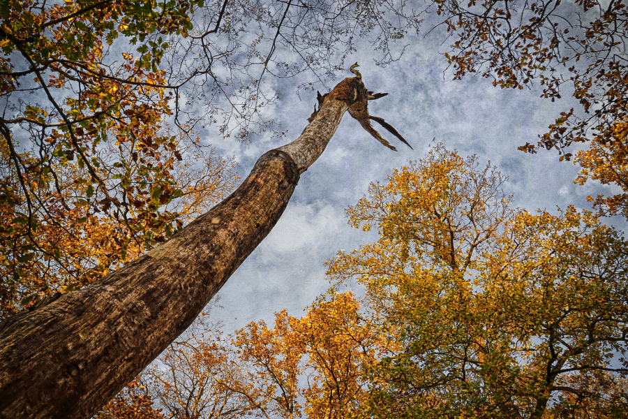 Monstre de la forêt_1