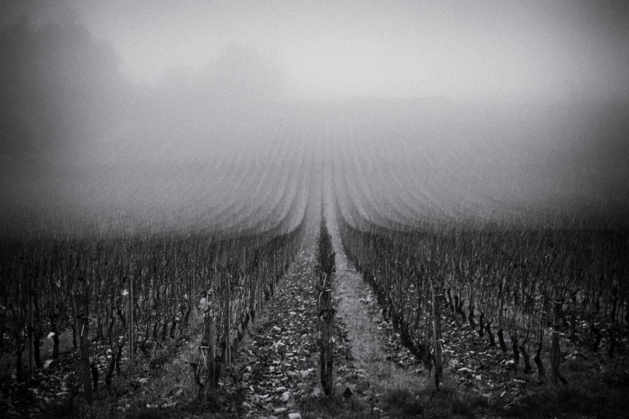 BEAUFILS Monique - Vigne endormie