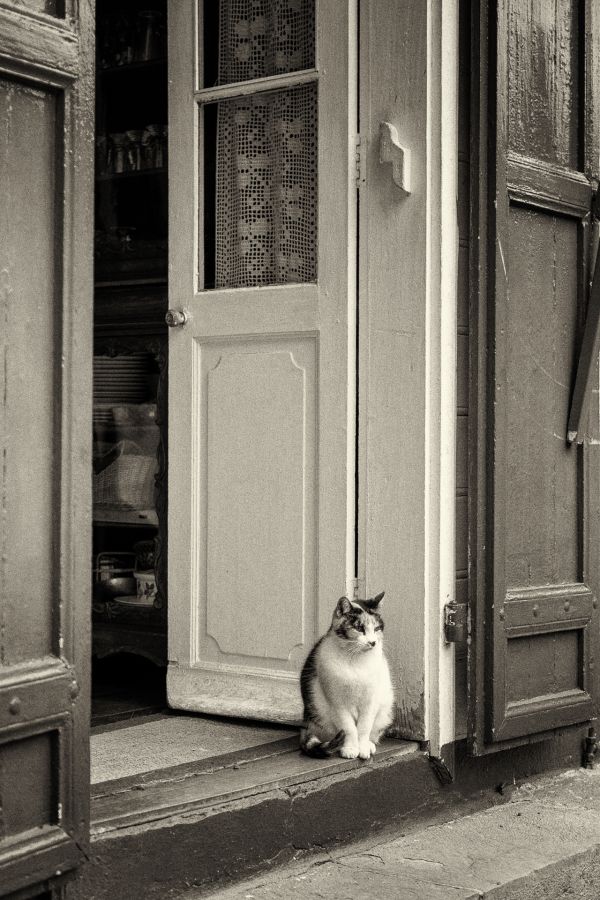 CONTASSOT Philippe - Chat de garde