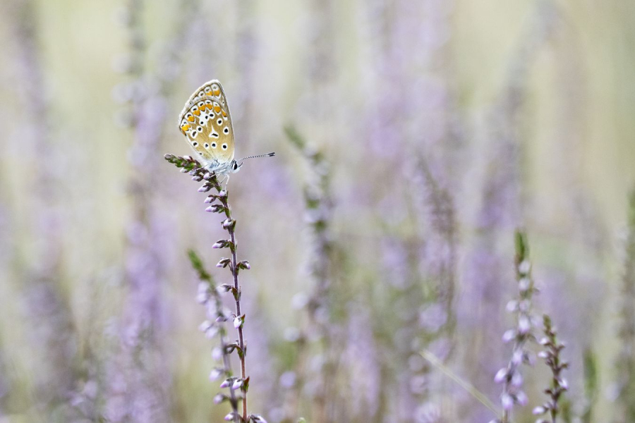 BEAUFILS Monique - Lande