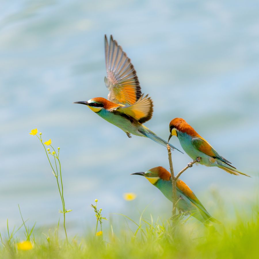 CONTASSOT Philippe - Je vous laisse