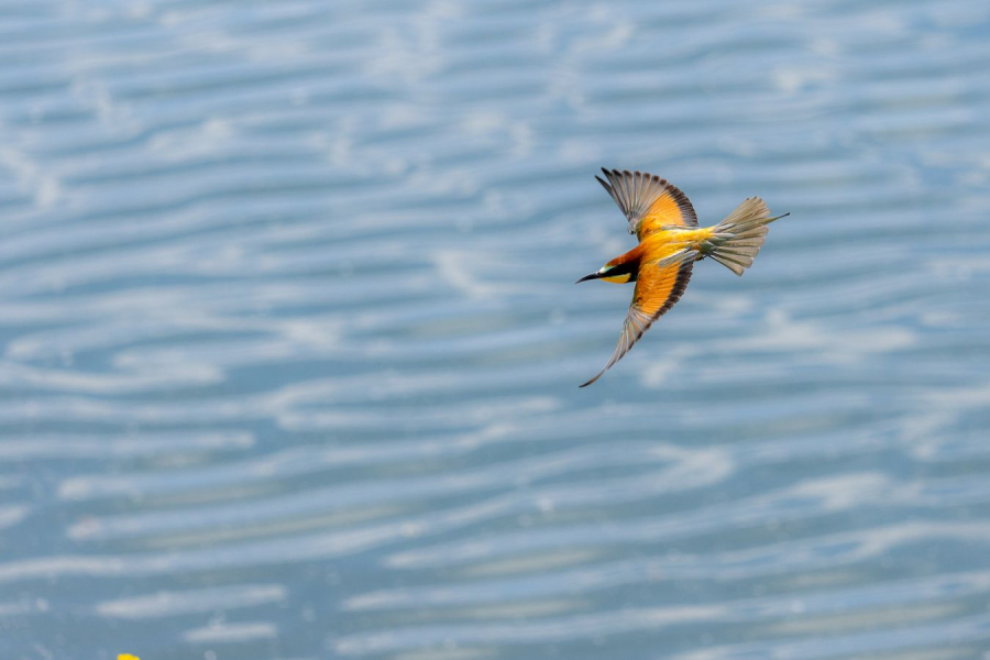 CONTASSOT Philippe - Vol du guêpier