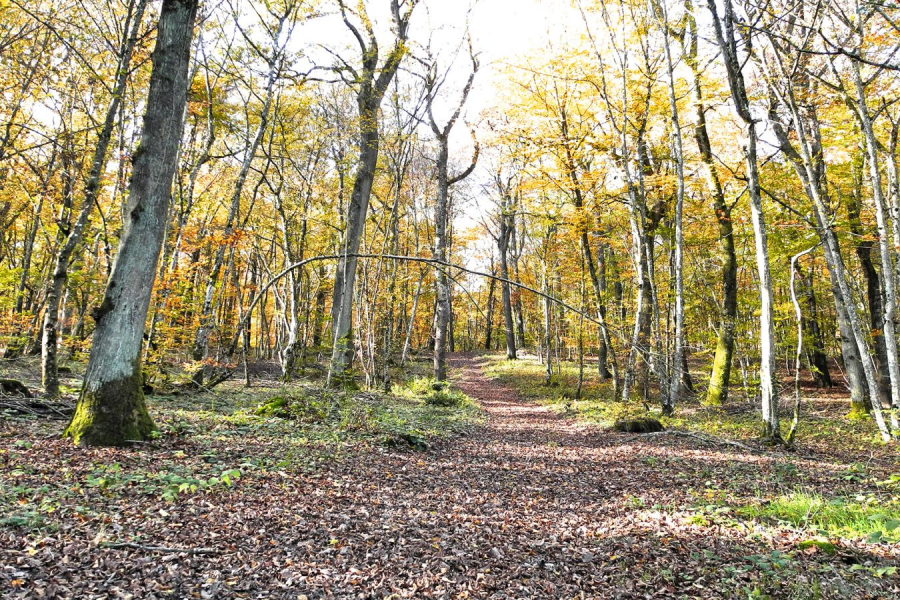 FOUEL Jacques - Chemin d'automne