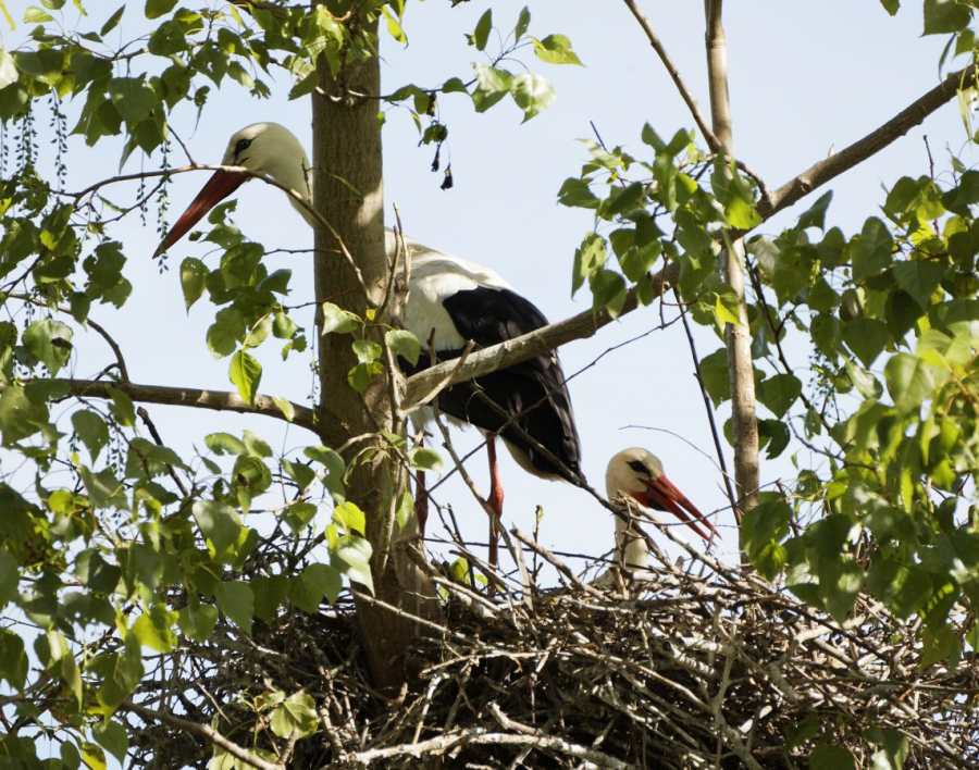 FOUEL Jacques - Cigognes