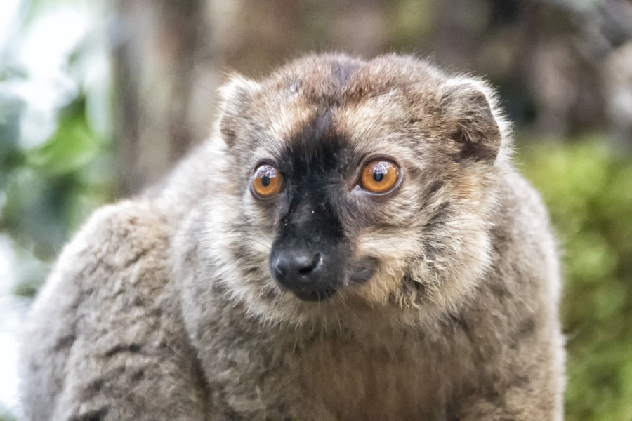 GUINOT Gilbert - Peluch