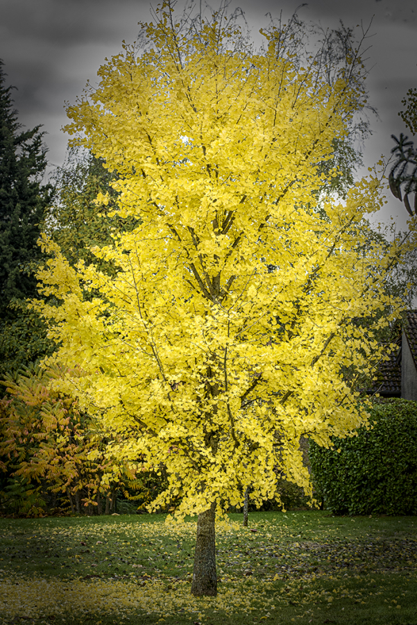 L'arbre aux 100 écus