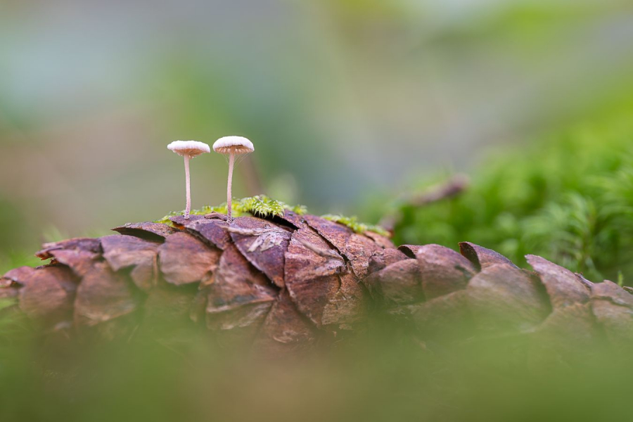 HARTMANN Philippe - Rencontre insolite