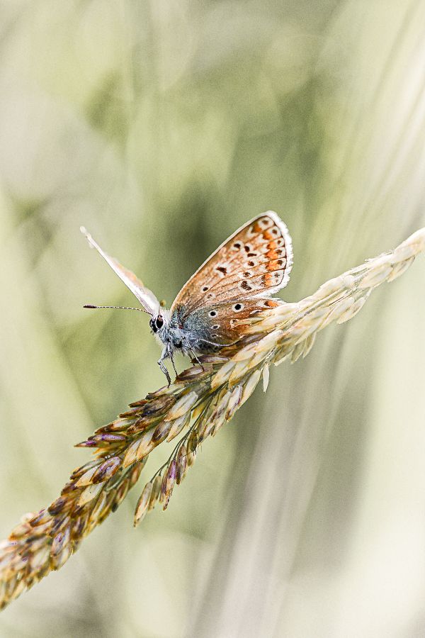 LAMBOEUF Bernard - Argus suspendu