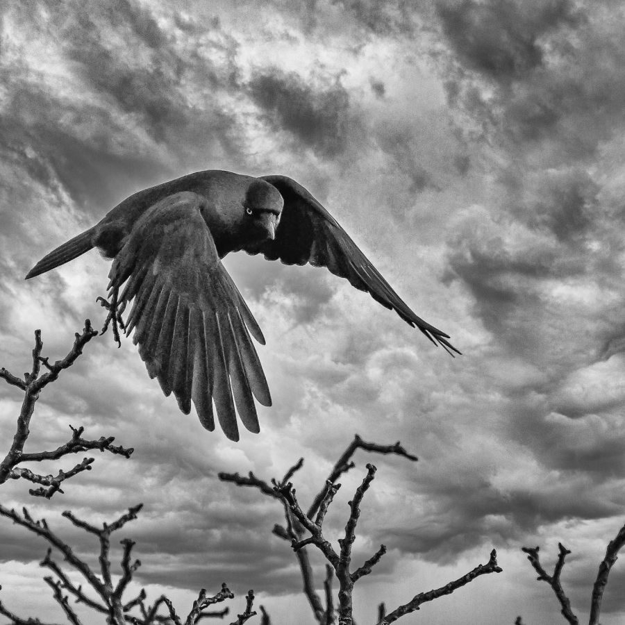 MARTINET Thierry - Maître corbeau