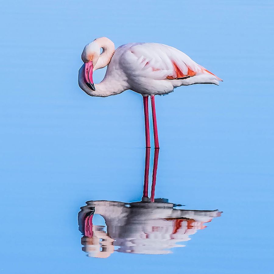 MARTINET Thierry - Miroir, mon beau miroir