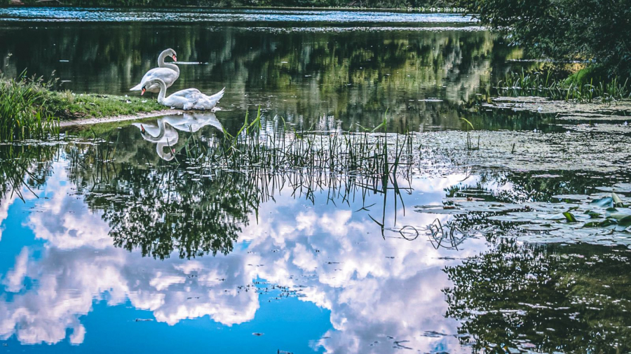 MARTINET Thierry - Reflets