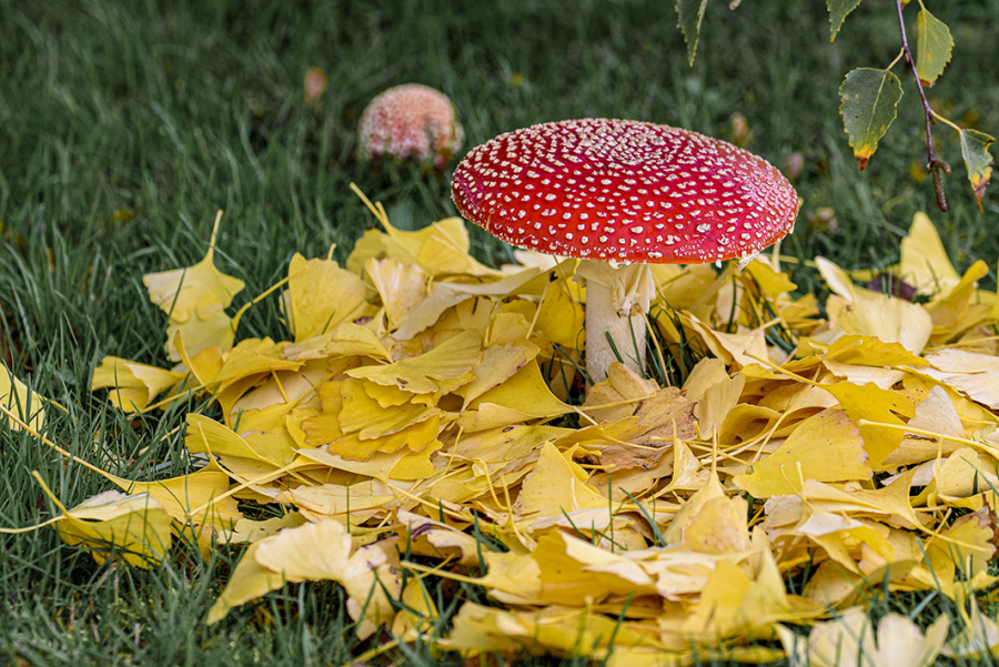 Le champignon rouge
