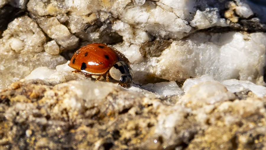 MOSNIER Michel - Coccinelle