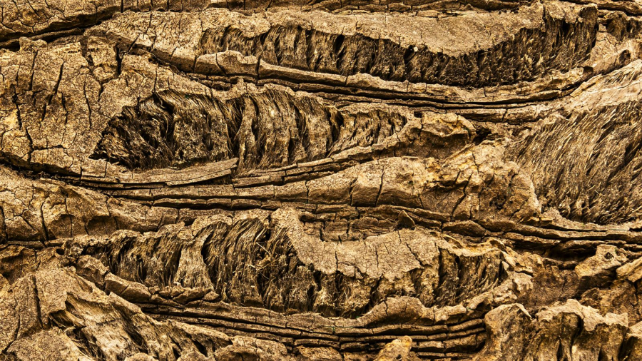 MOSNIER Michel - Tronc de palmier