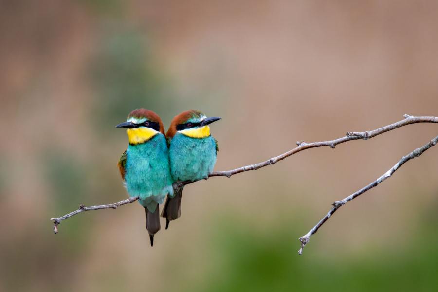 Ciel mon mari ! - CONTASSOT Philippe 1