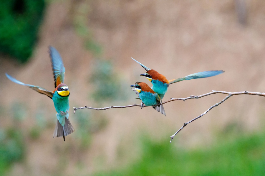 Ciel mon mari ! - CONTASSOT Philippe 4