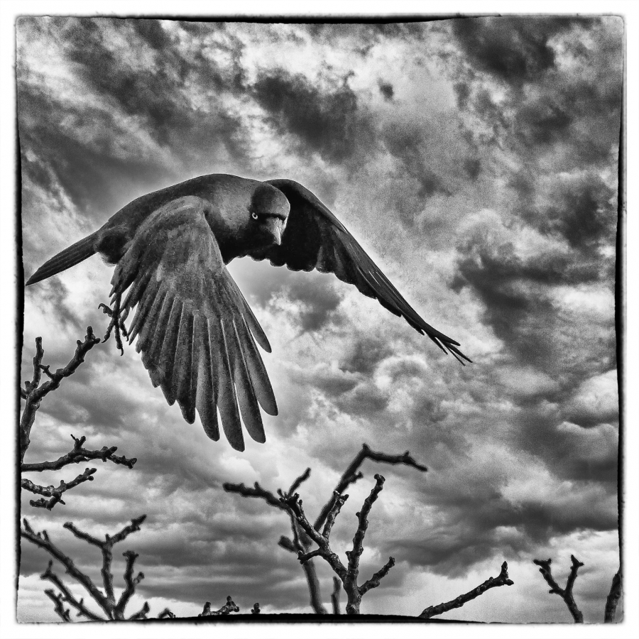 Maître corbeau - MARTINET Thierry 1