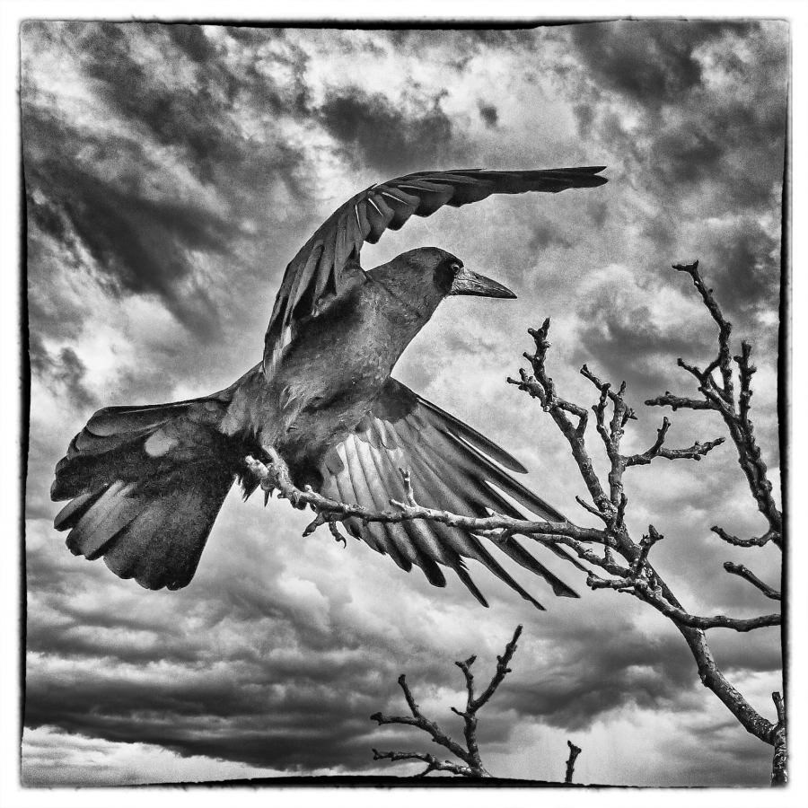 Maître corbeau - MARTINET Thierry 2