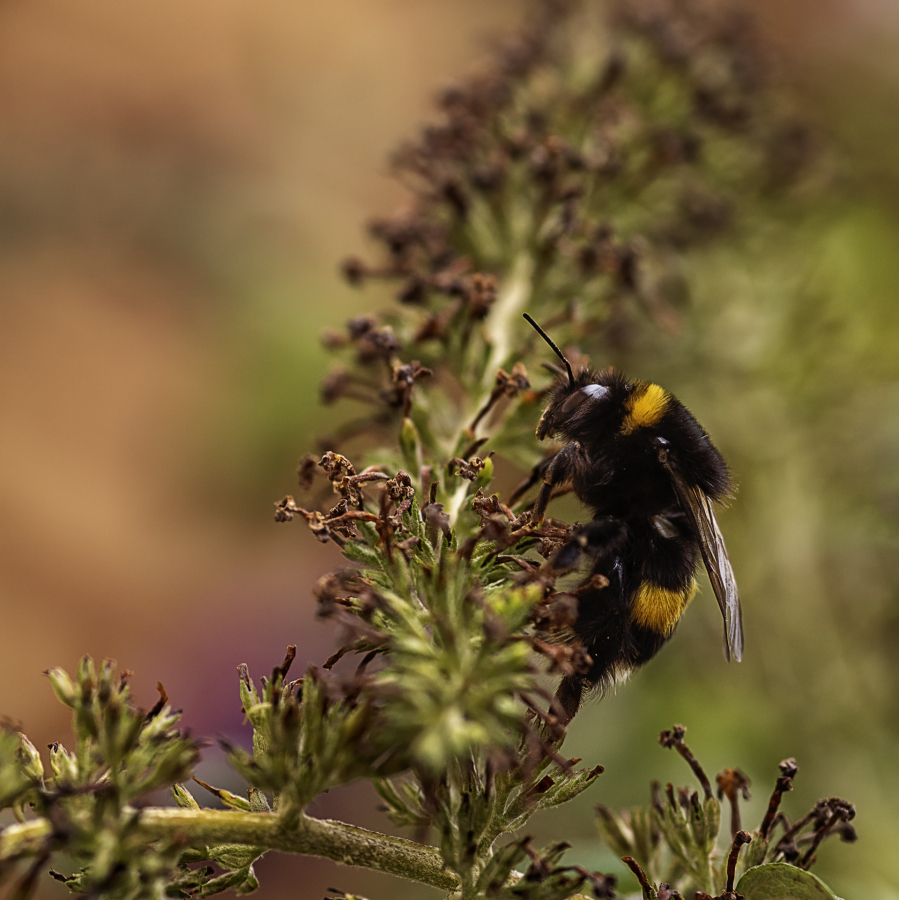L'ascension du Bourdon
