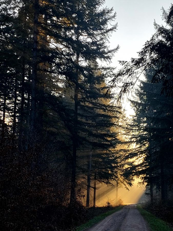 semaine _A_Di Stephano