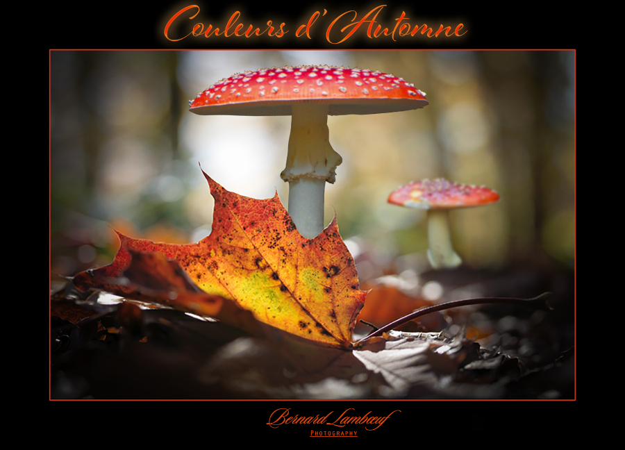 Couleurs d'Automne_3