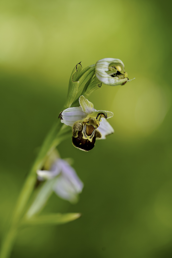 ophrys abeille