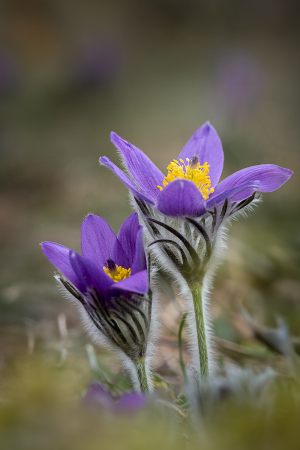 Anemones Pulsatilles