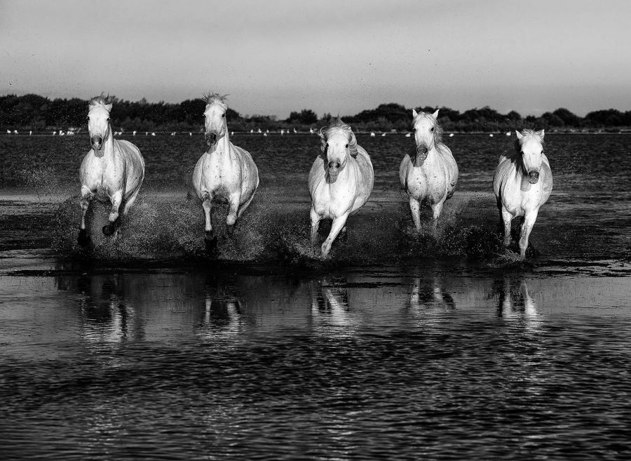 Camatguais en liberté_1