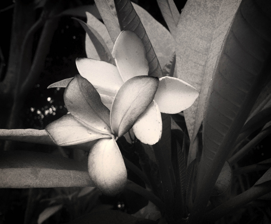 fleurs pour Vahiné_1